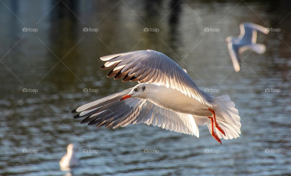 Common black headed seagull flying over a body of water in park in city