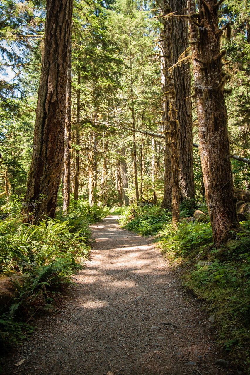 Trail through the woods