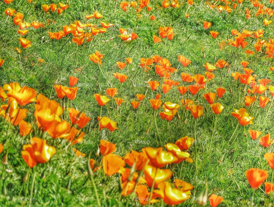 Orange California Poppies