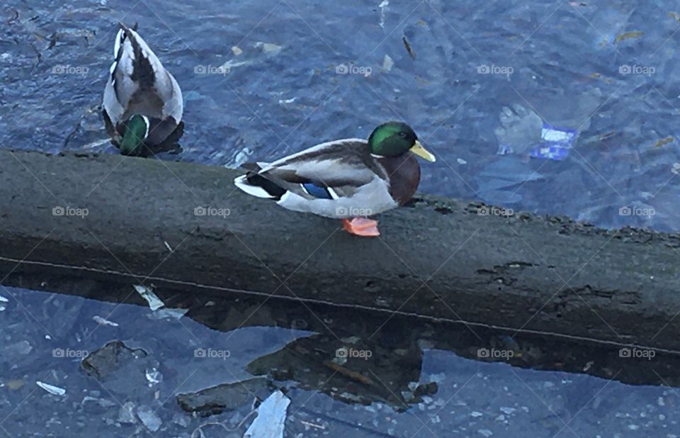 Mallard duck on log in icy water