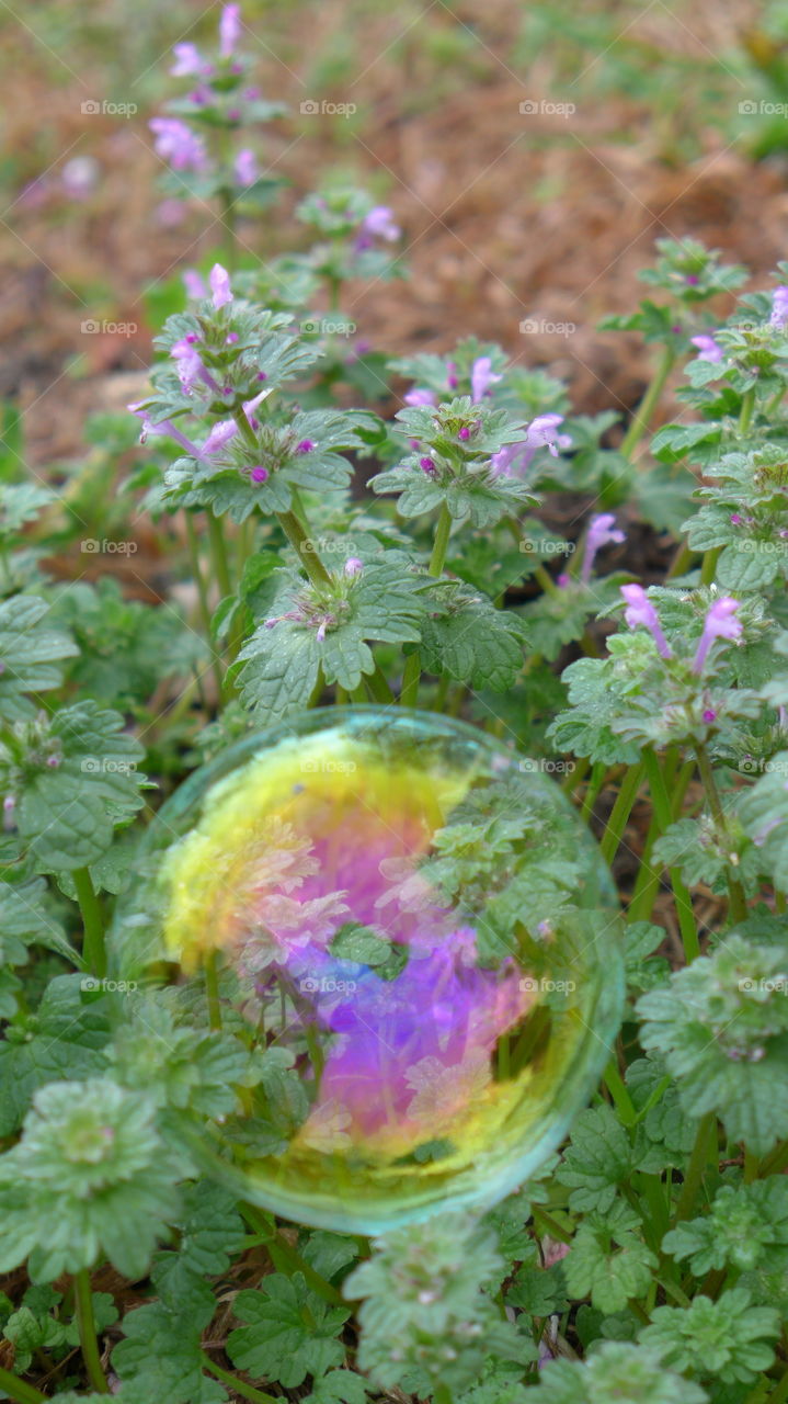 bubbles on ground plants 2