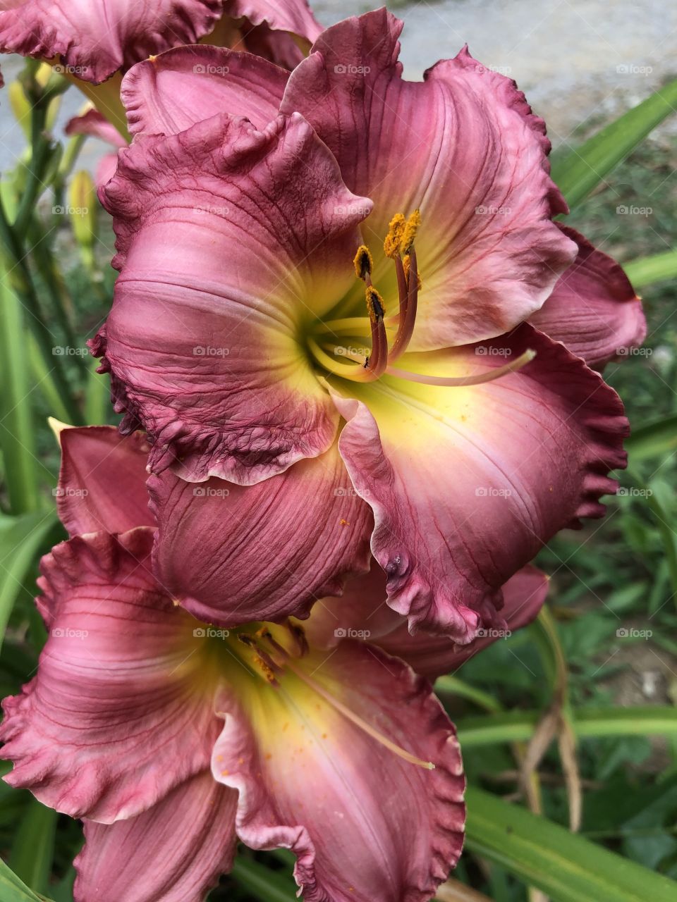 Summer In Full Bloom