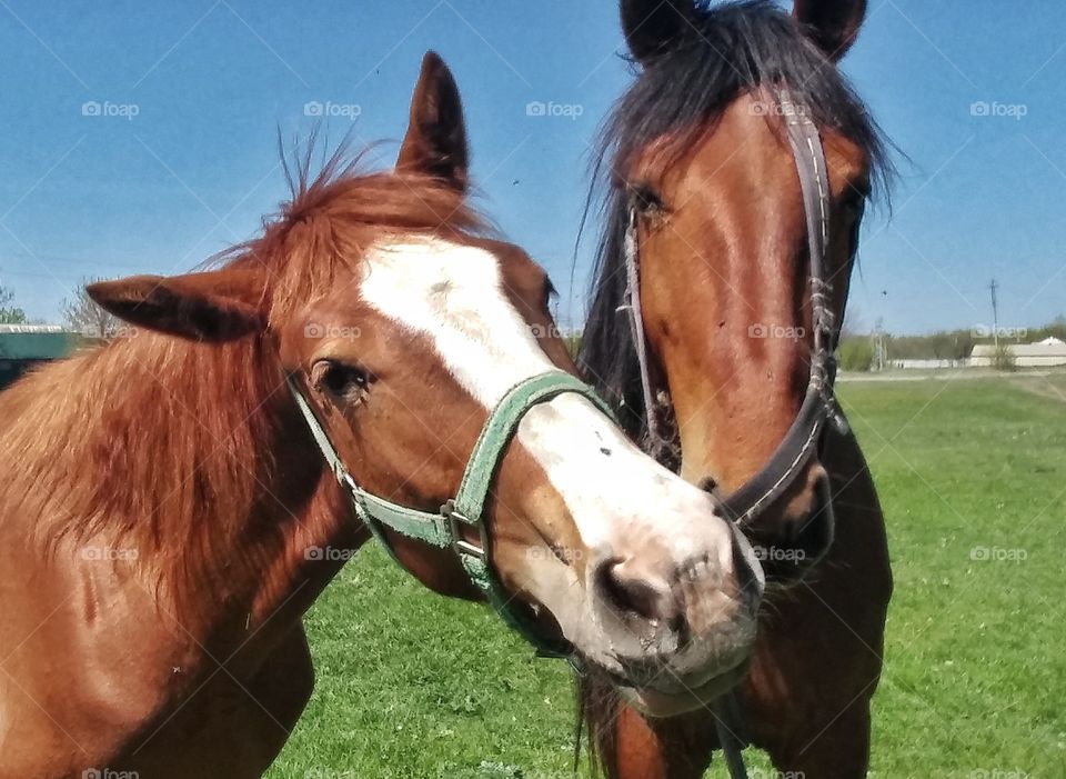 Horse friendship.