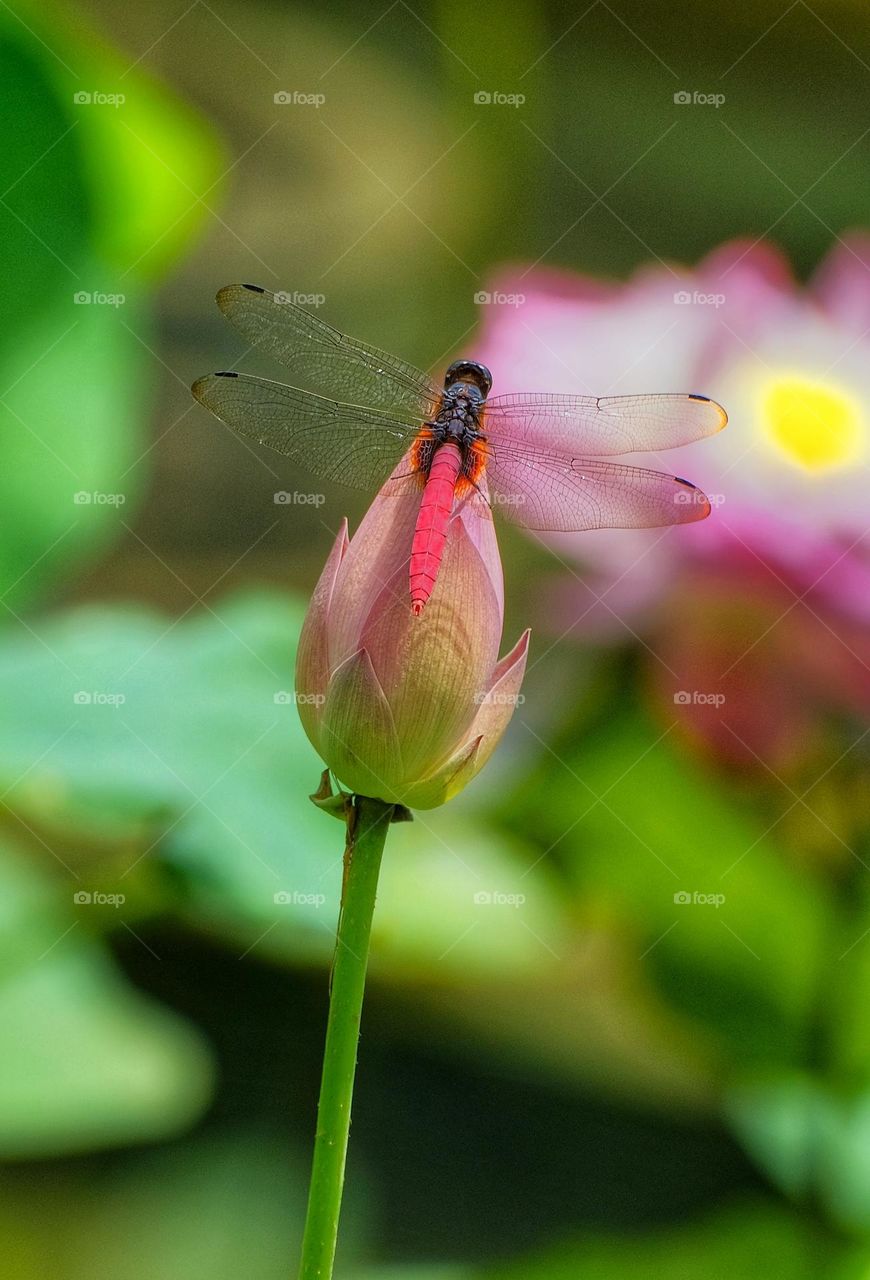red dragonfly