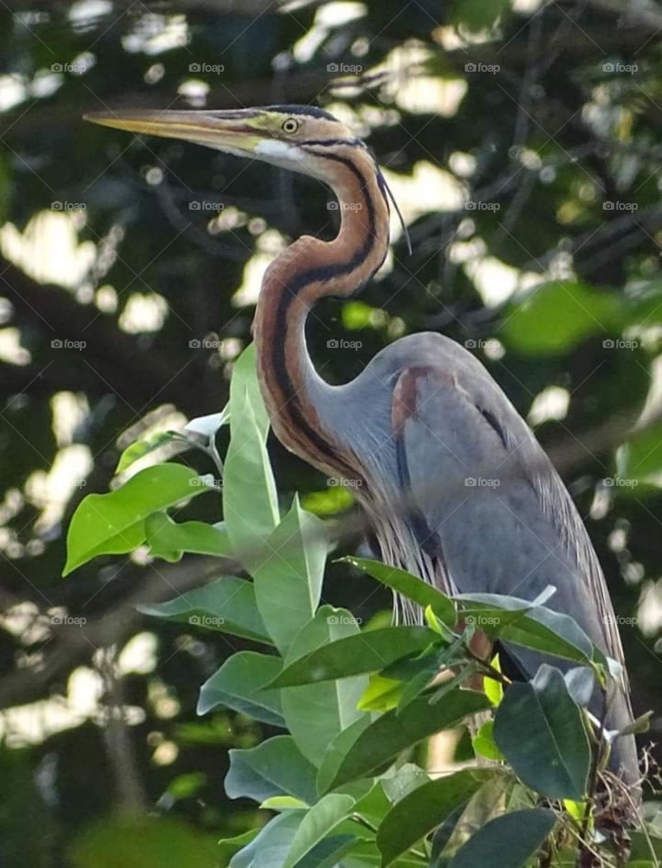 Birds embracing the nature