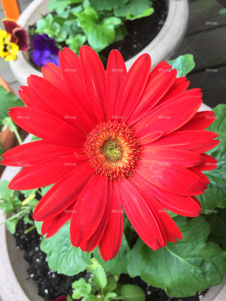 Vibrant Red Gerbera Daisy 
