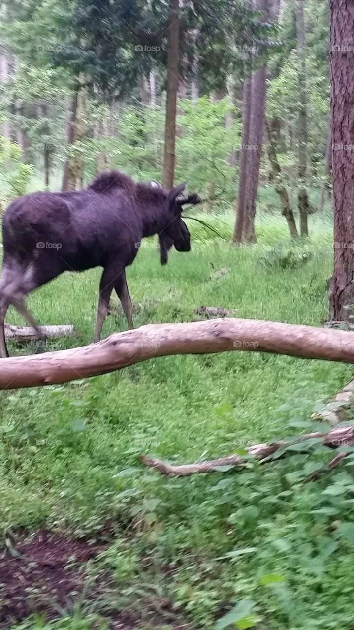 Wandering Moose