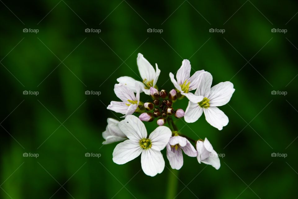 Spring flowers