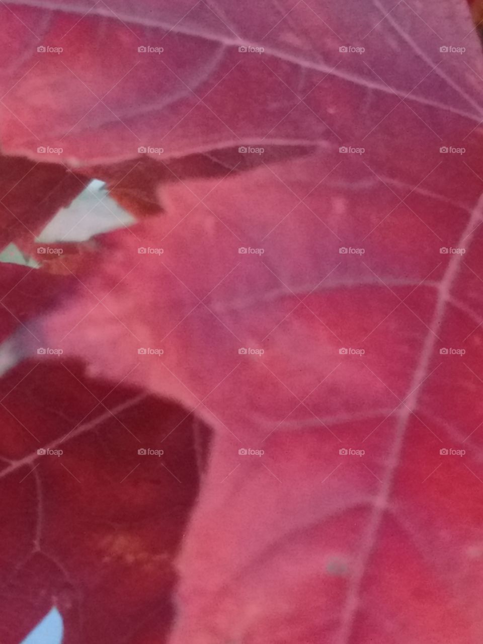 autumn red leaf