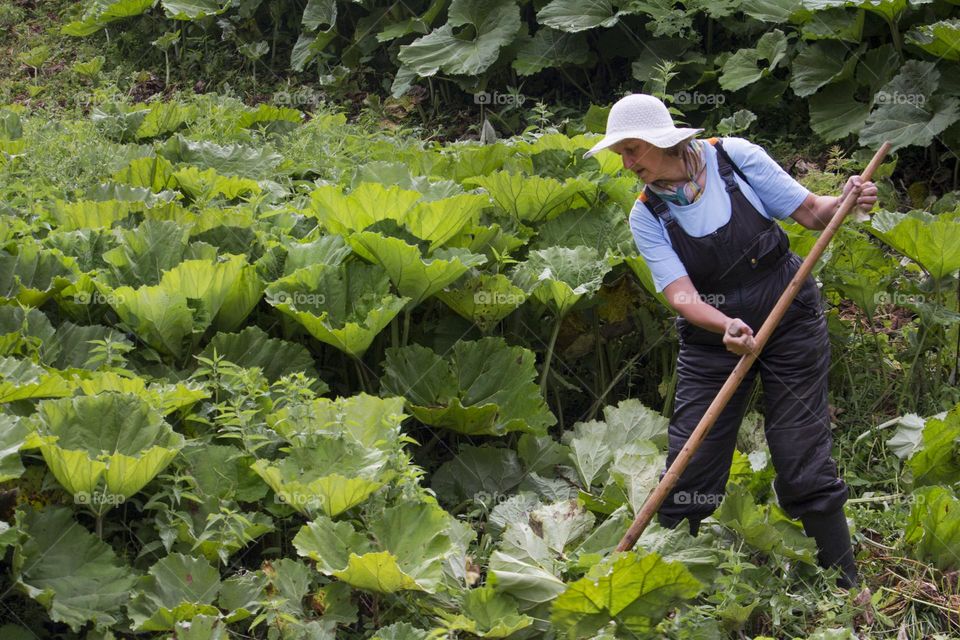 A woman cuts plants with scythe