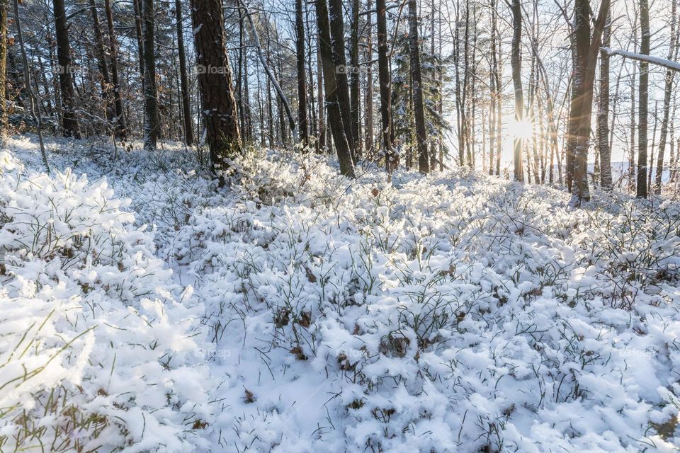 Snowy forest, the sun is shining behind the trees and the sunlight reaches the ground which is covered with beautiful white deep snow