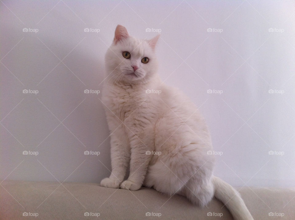 white cat pussycat romania by alicem
