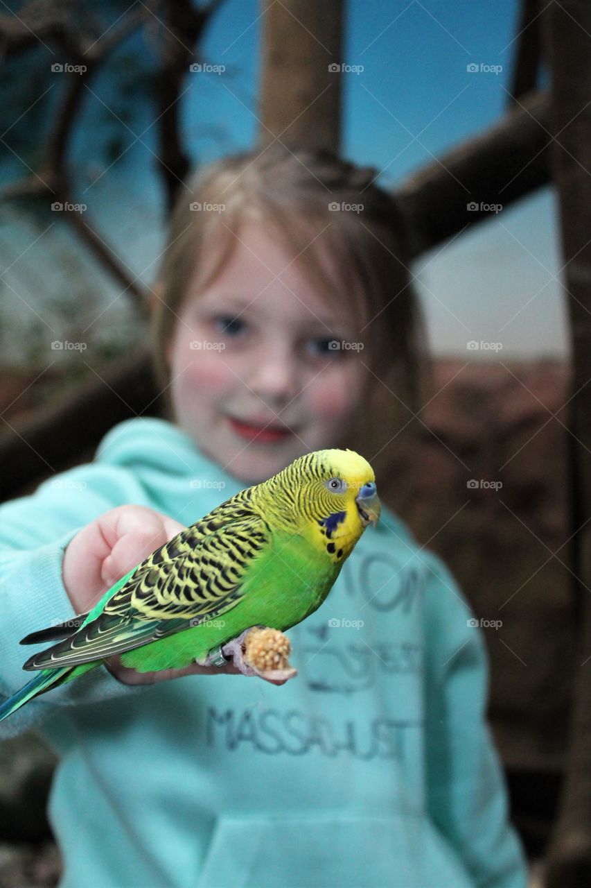 Feeding a green parakeet