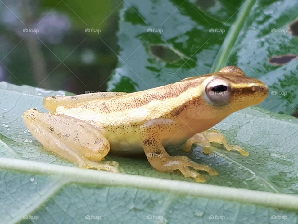 Frog on leaf