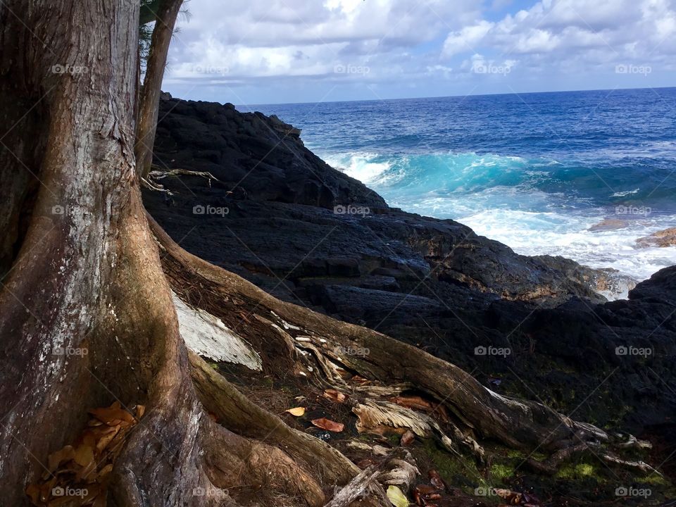 Tree trunk and surf