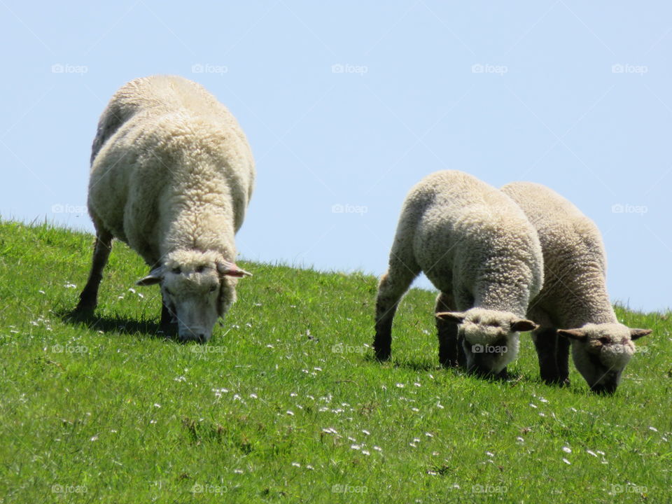 Woolly sheep