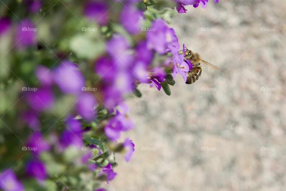 Bee Feeding From Flowers