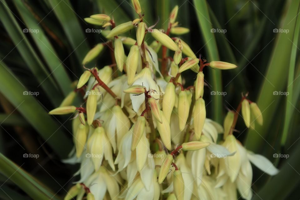 Yucca 