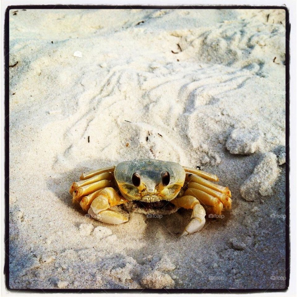 Crabby