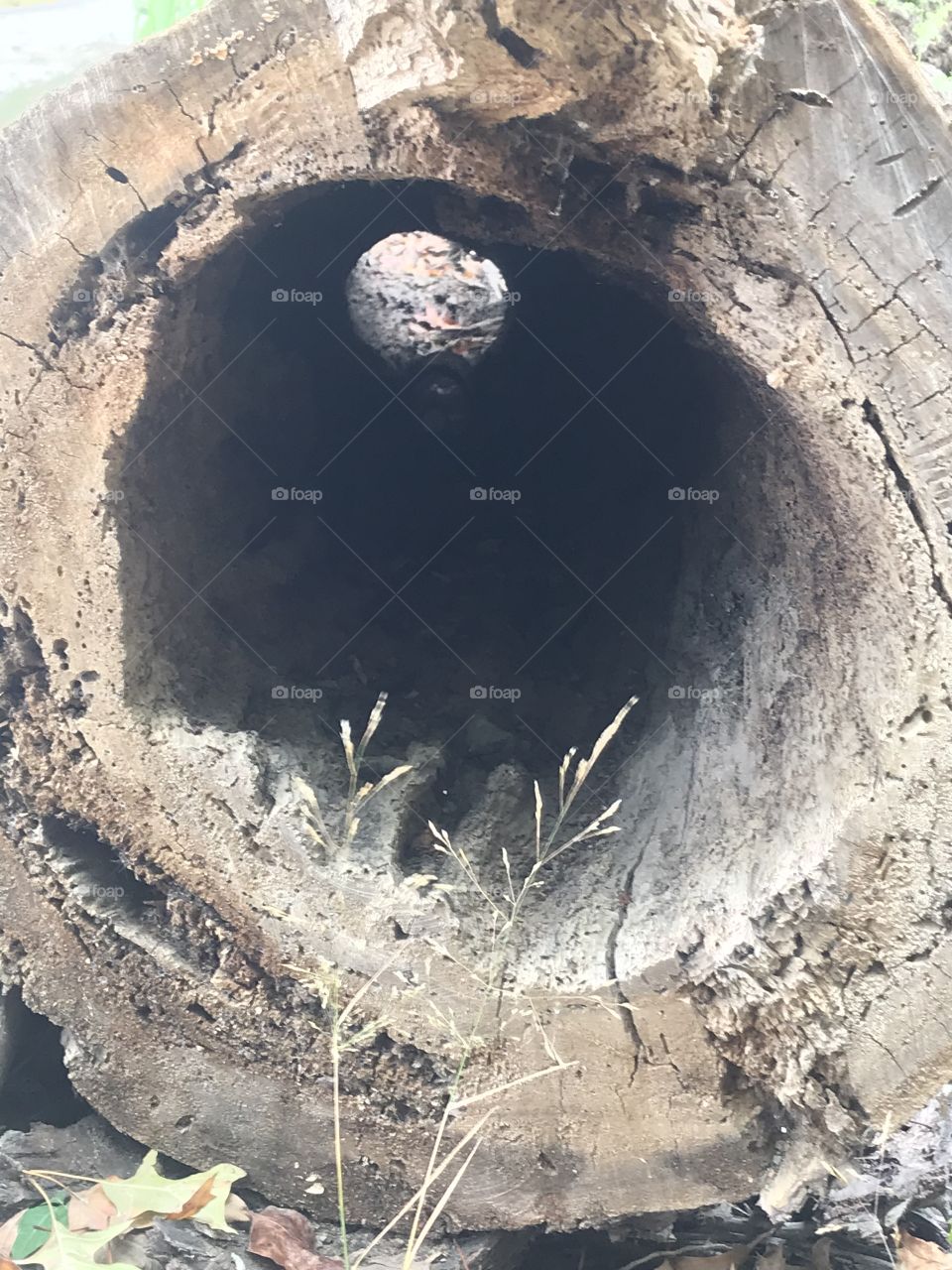 Repurposed and transparent 