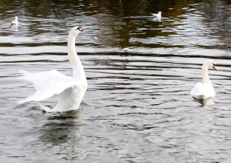 Swan