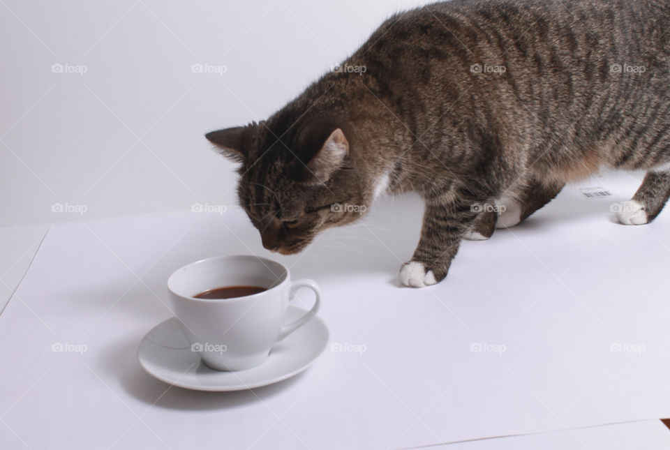 cat with coffe