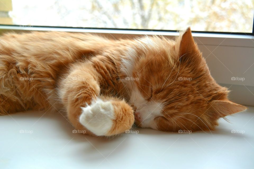 Cute, Domestic, Cat, Pet, Animal