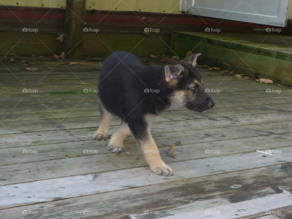 German shepherd 