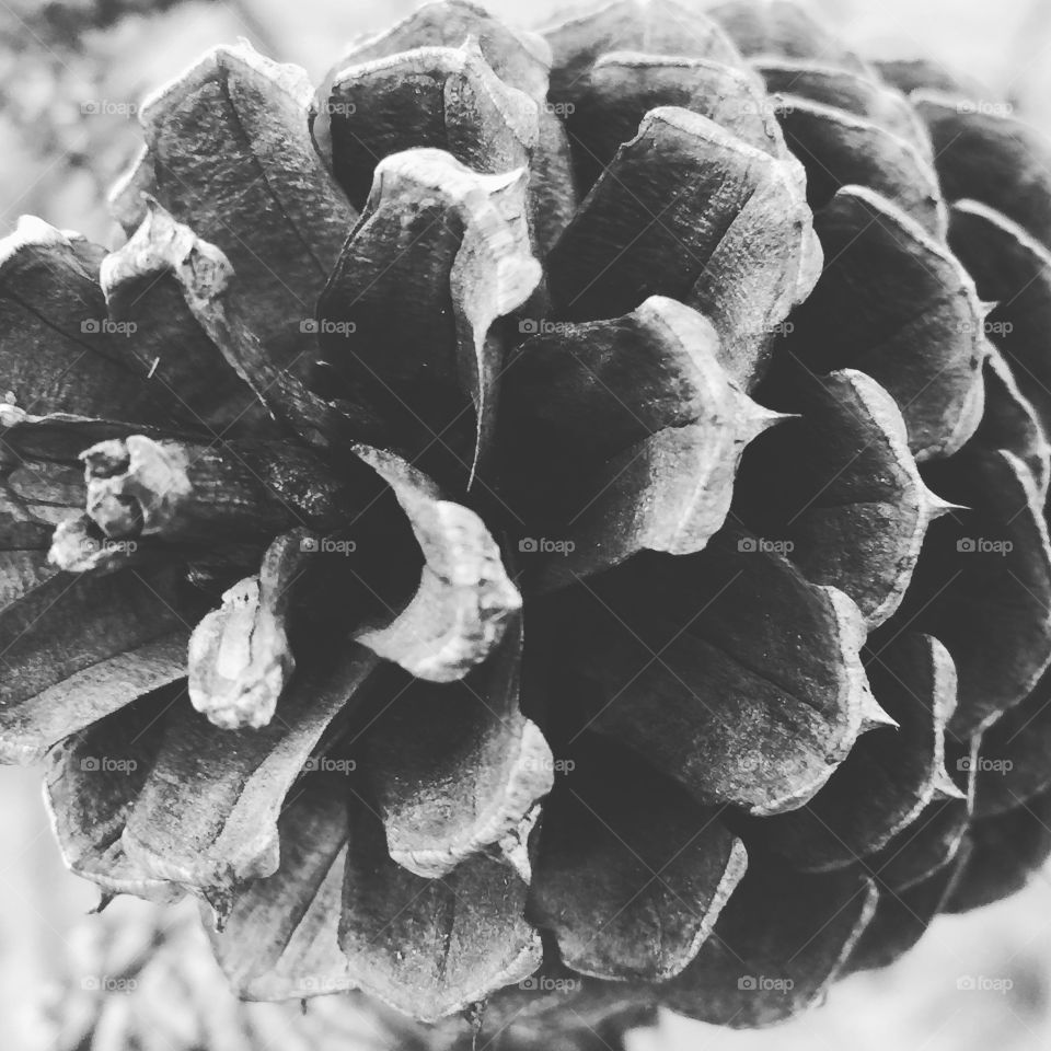 A black and white closeup of a pine cone 