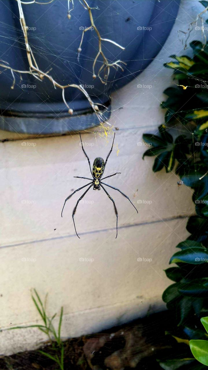 A huge yellow spider