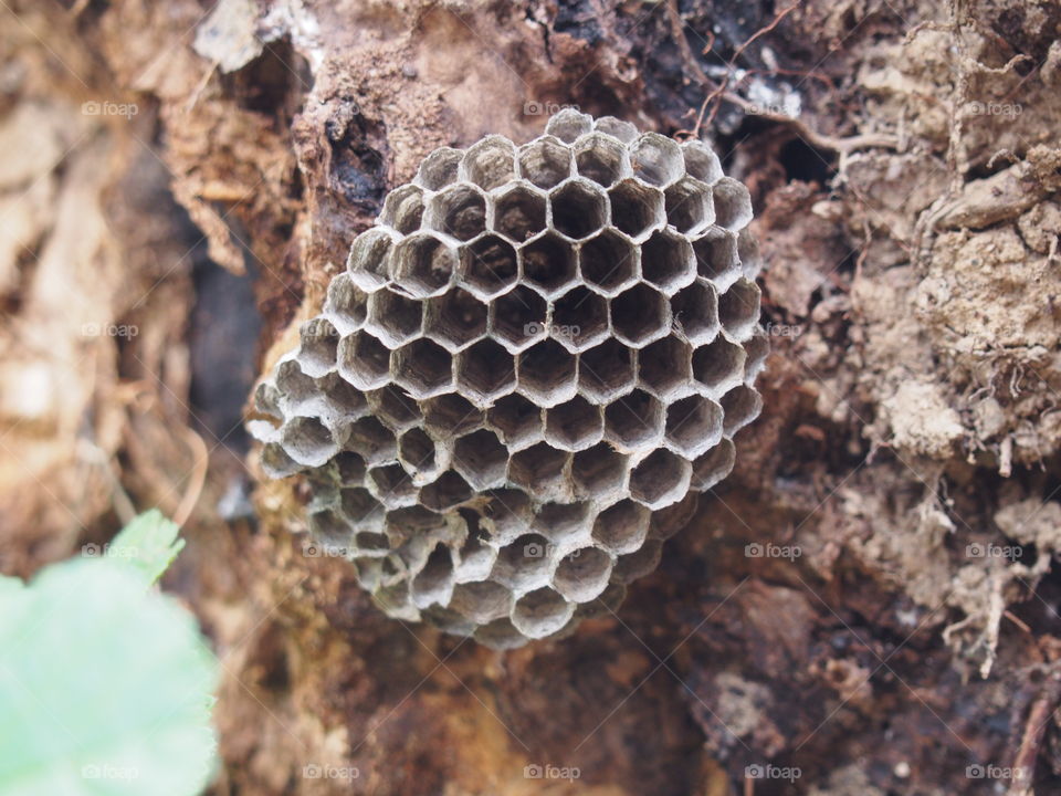 honeycomb wasp