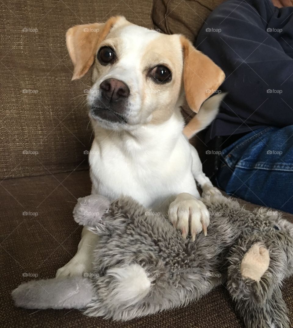 White and tan Jack Russell chihuahua with her toy rabbit