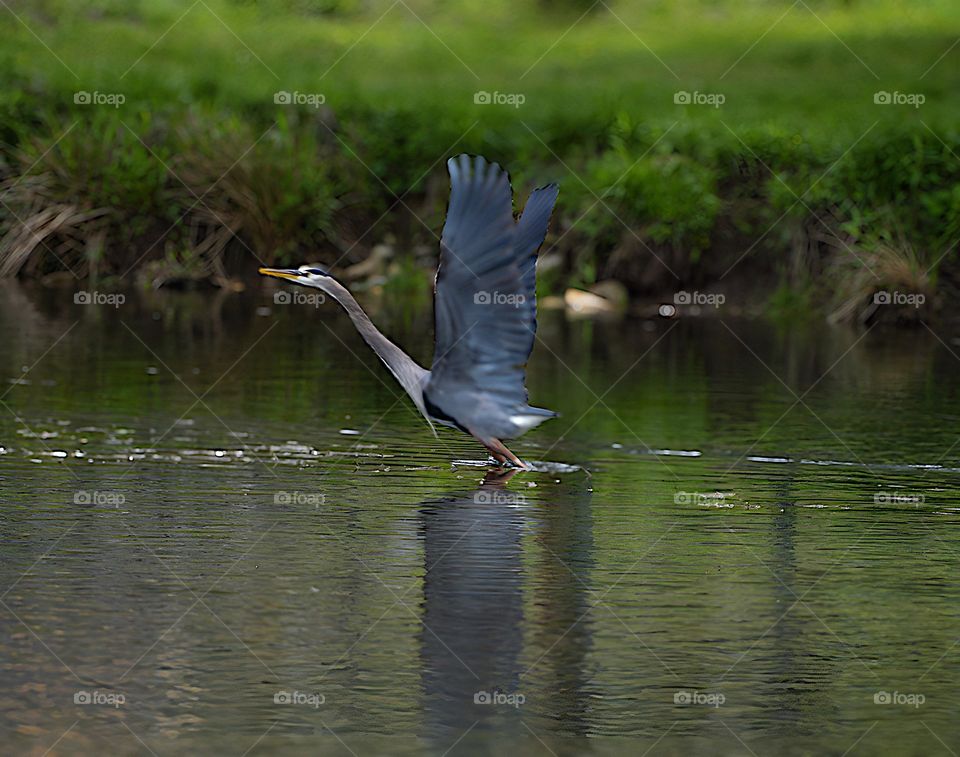 Heron taken off flying 