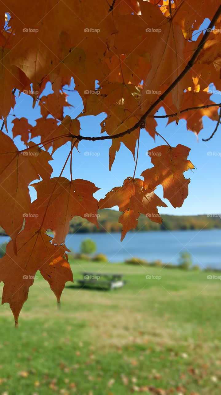 Beautiful fall