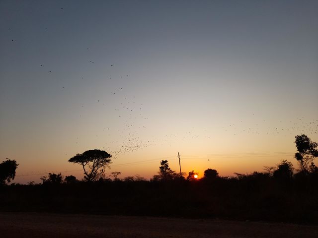 Someday we will all be free like birds, they teach a great lesson in life. All we have to do is to listen to their song.