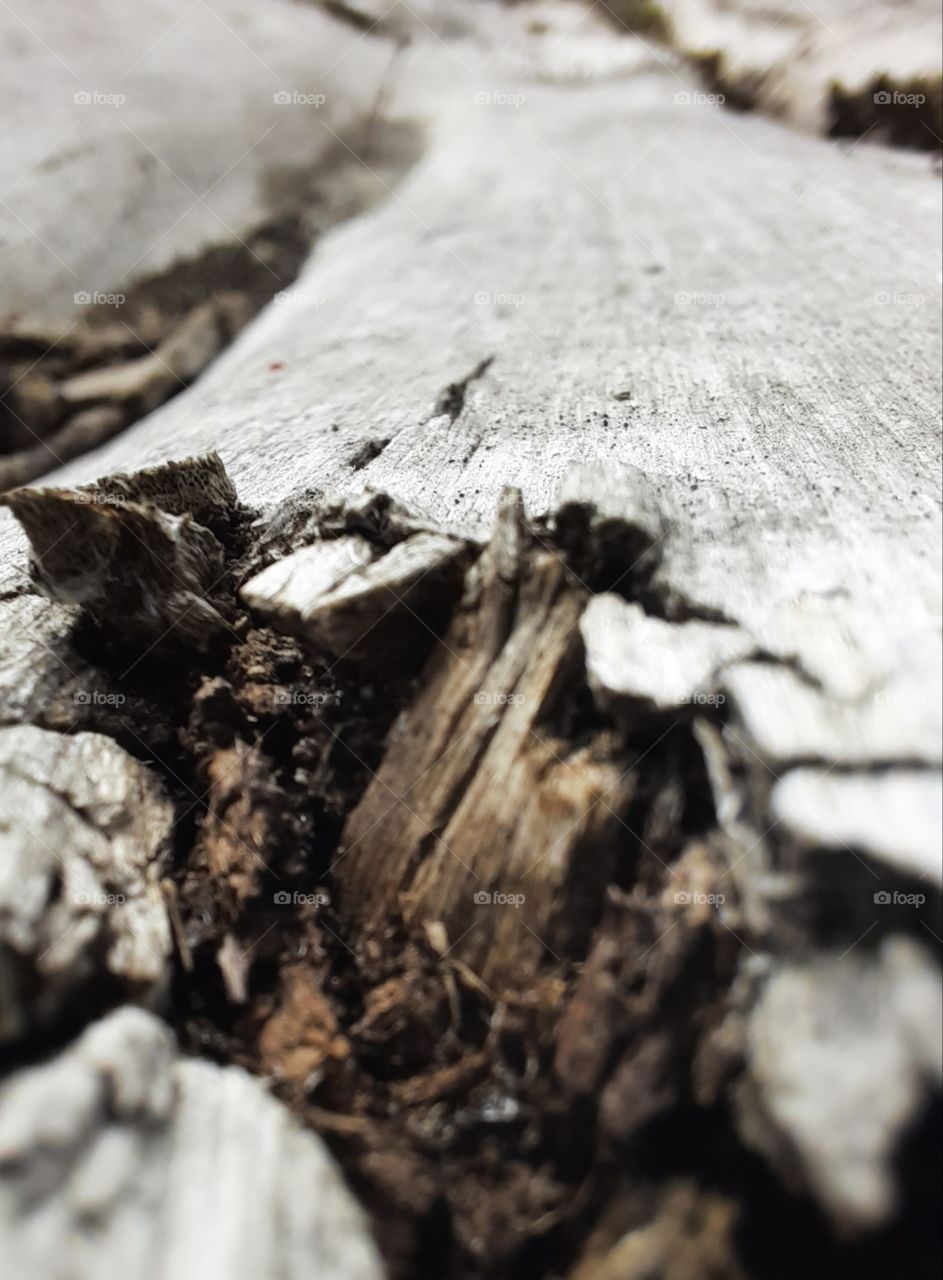 this one of my favorite pictures, old cut down tree It must have leave along life