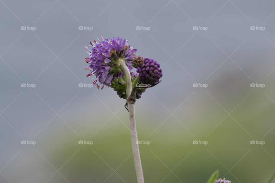 Purple wildflowers in various stages with blurred background