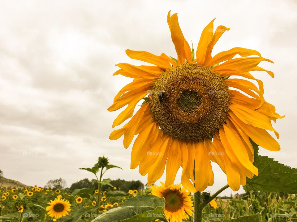 Nature, Flower, Flora, Summer, No Person