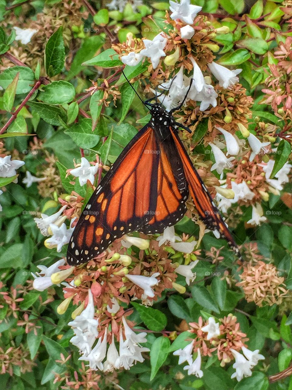 Monarch