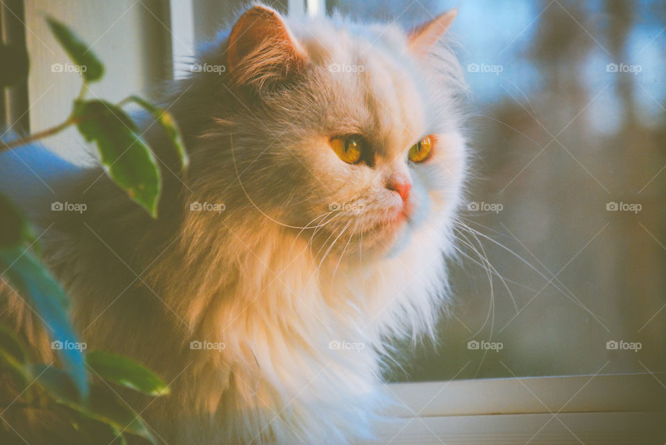 White Persian Kitten Sitting in the Window with Golden Sunlight 