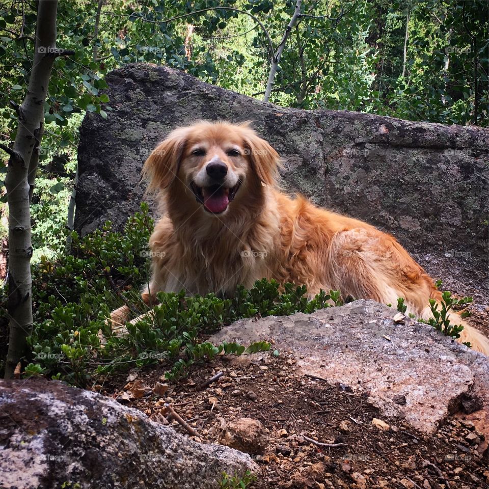 Dog enjoying a hike