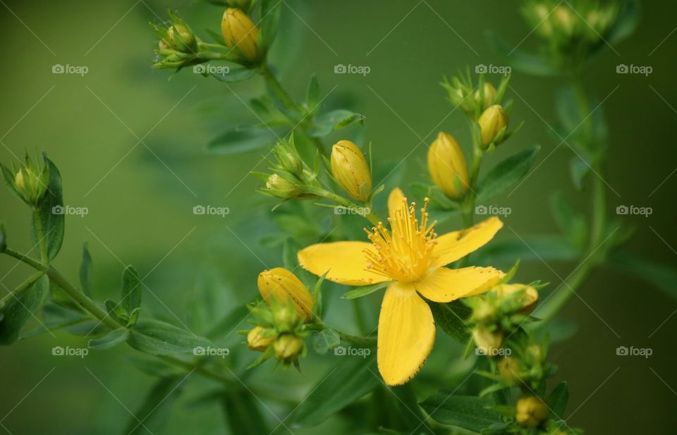 Yellow wild flower along the hiking trail