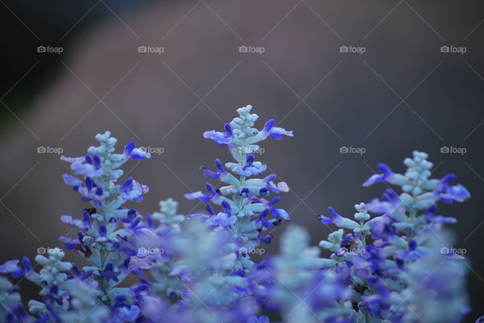 blue garden flowers