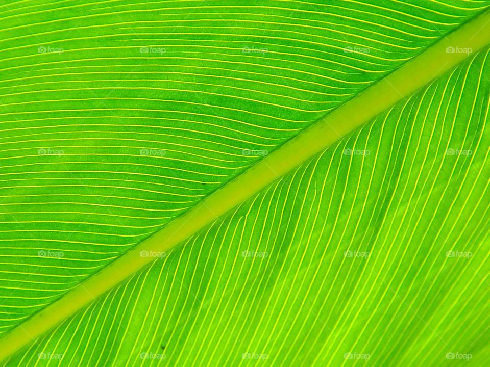 Abstract green leaves background