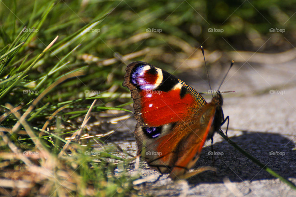 beautiful butterfly shows it beauty