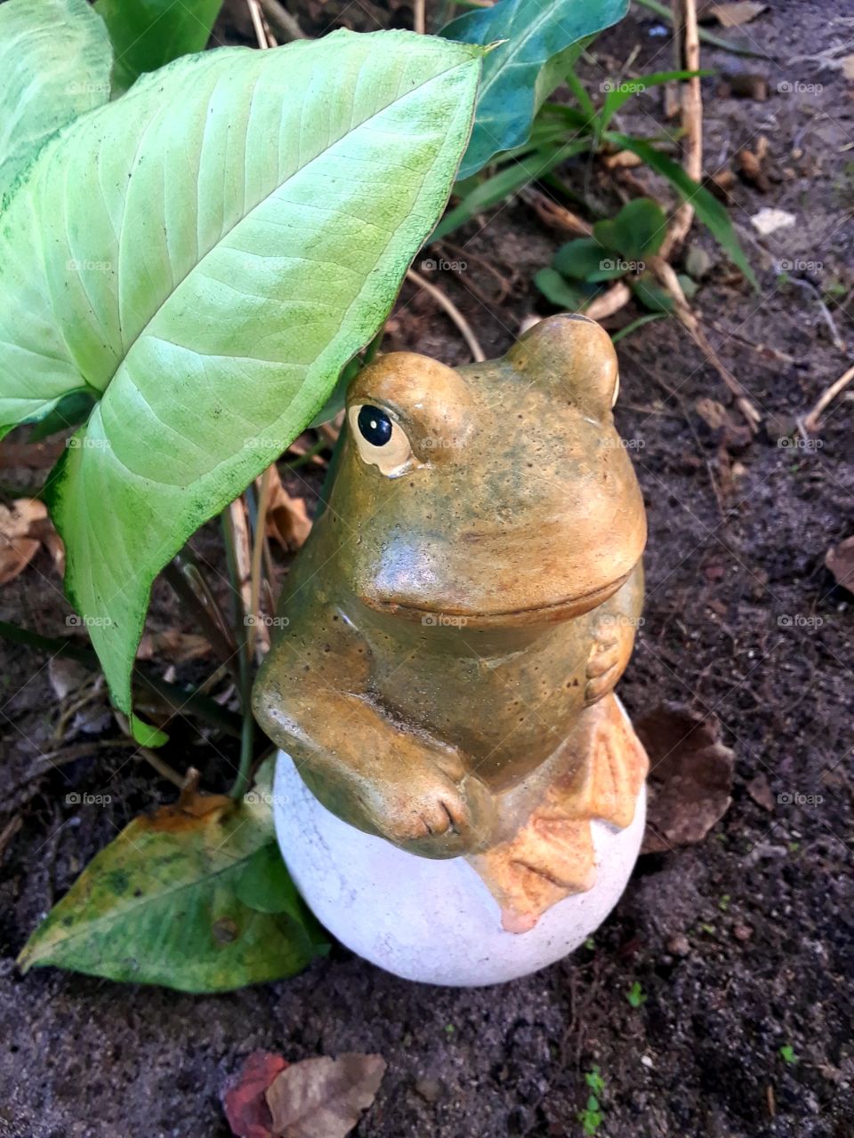 frog on egg