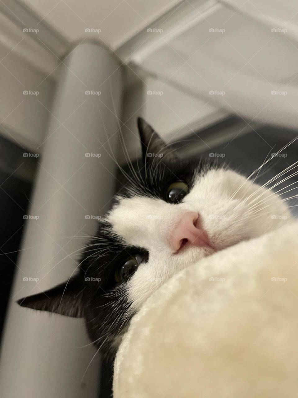 Black and white tuxedo european cat looks down at the photographer