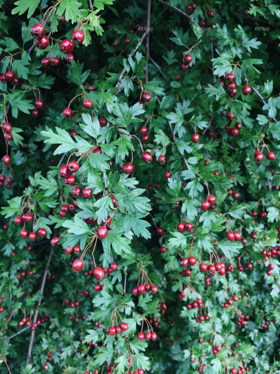 No Person, Berry, Leaf, Fruit, Nature