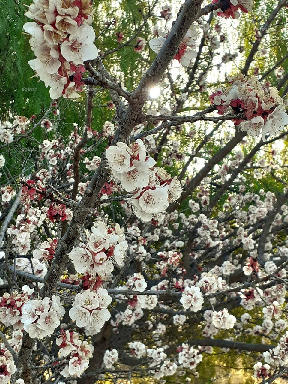 árbol en primavera