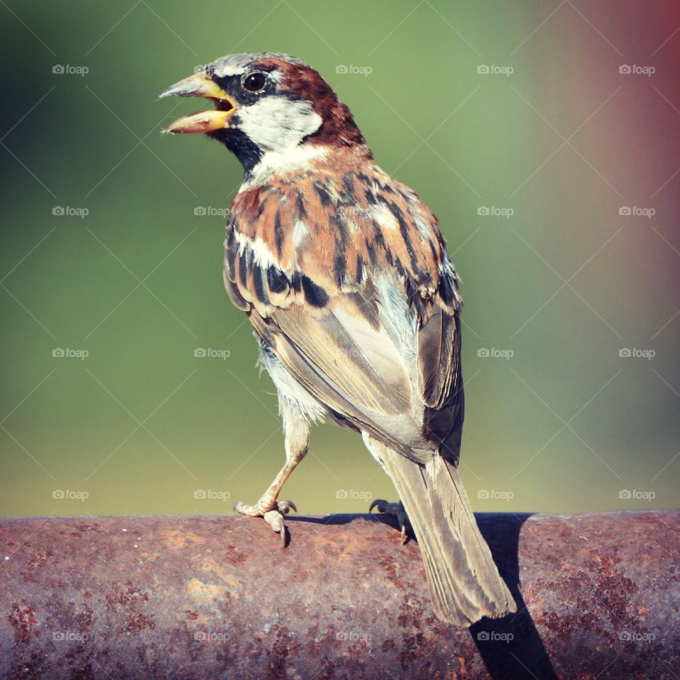 Sparrow On rusty fence